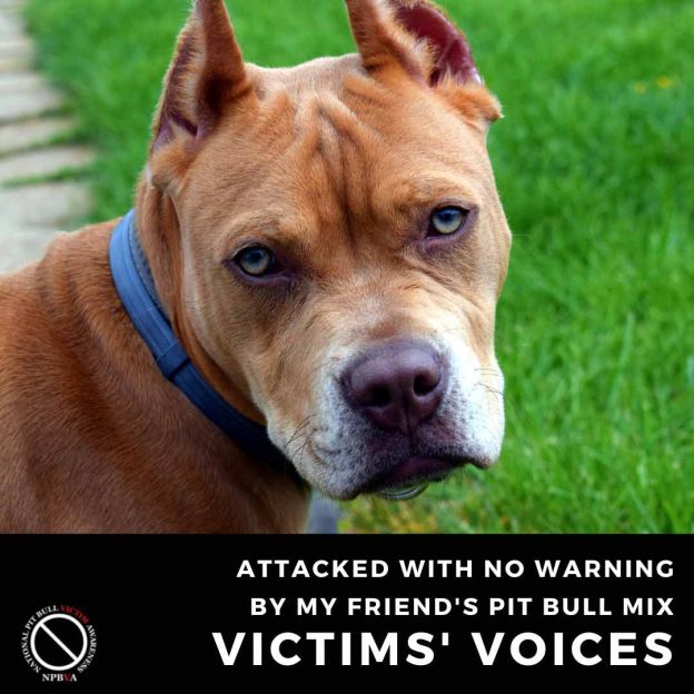 Attacked with no warning by my friend's pit bull mix