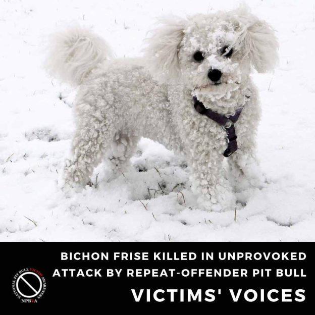 Gracie the Bichon Frise killed in unprovoked attack by repeat-offender pit bull