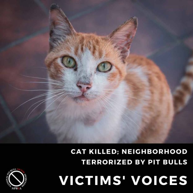 Cat killed; neighborhood terrorized by pit bulls