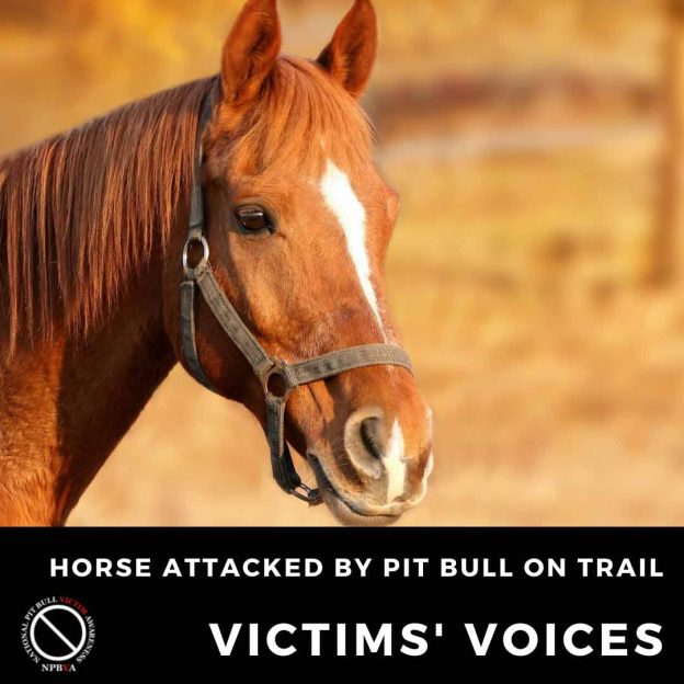 Horse attacked by pit bull on trail