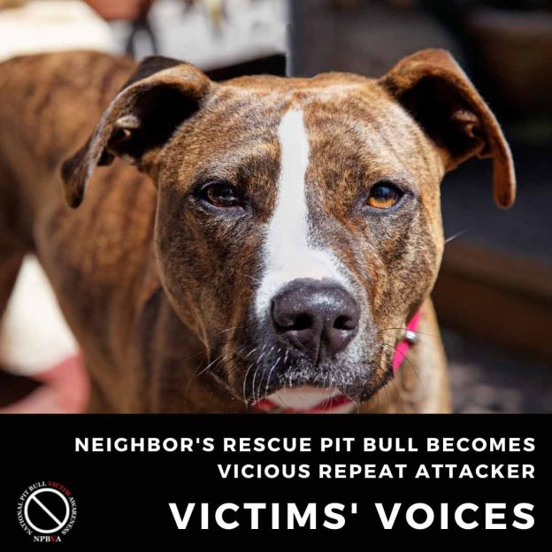 Neighbors rescue pit bull becomes vicious repeat attacker