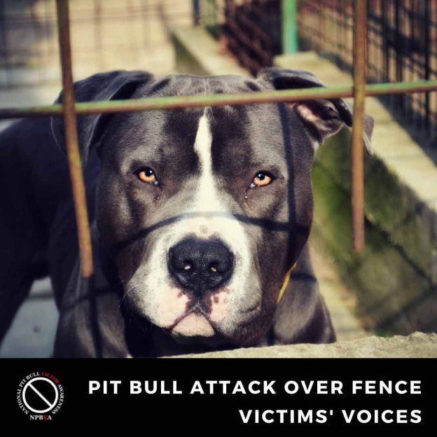 Pit bull threatening through fence