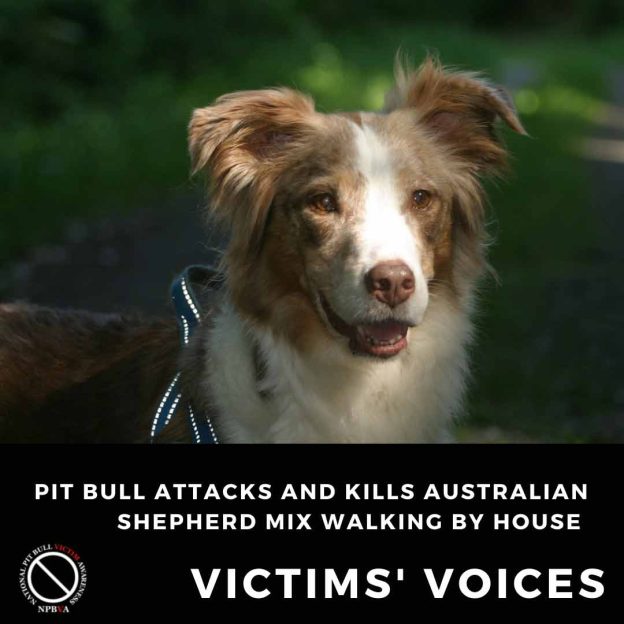 Pit bull attacks and kills Australian Shepherd mix walking by house