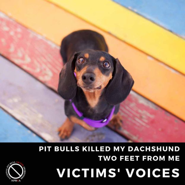 Pit bulls killed my dachshund two feet from me