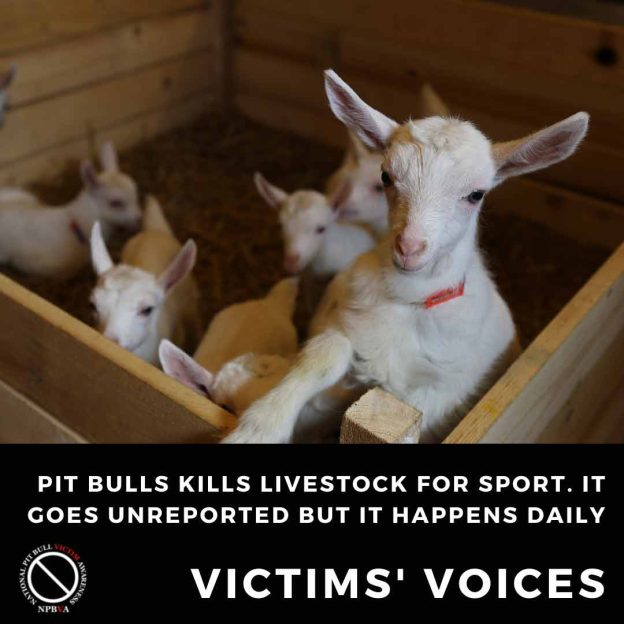 Pit bulls killing livestock for sport