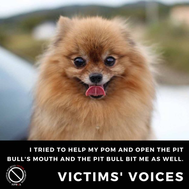 Pomeranian attacked by pit bull mix