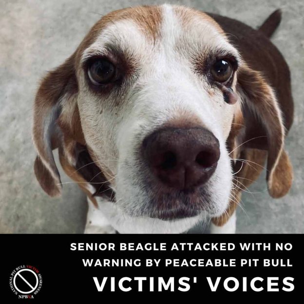 Senior beagle